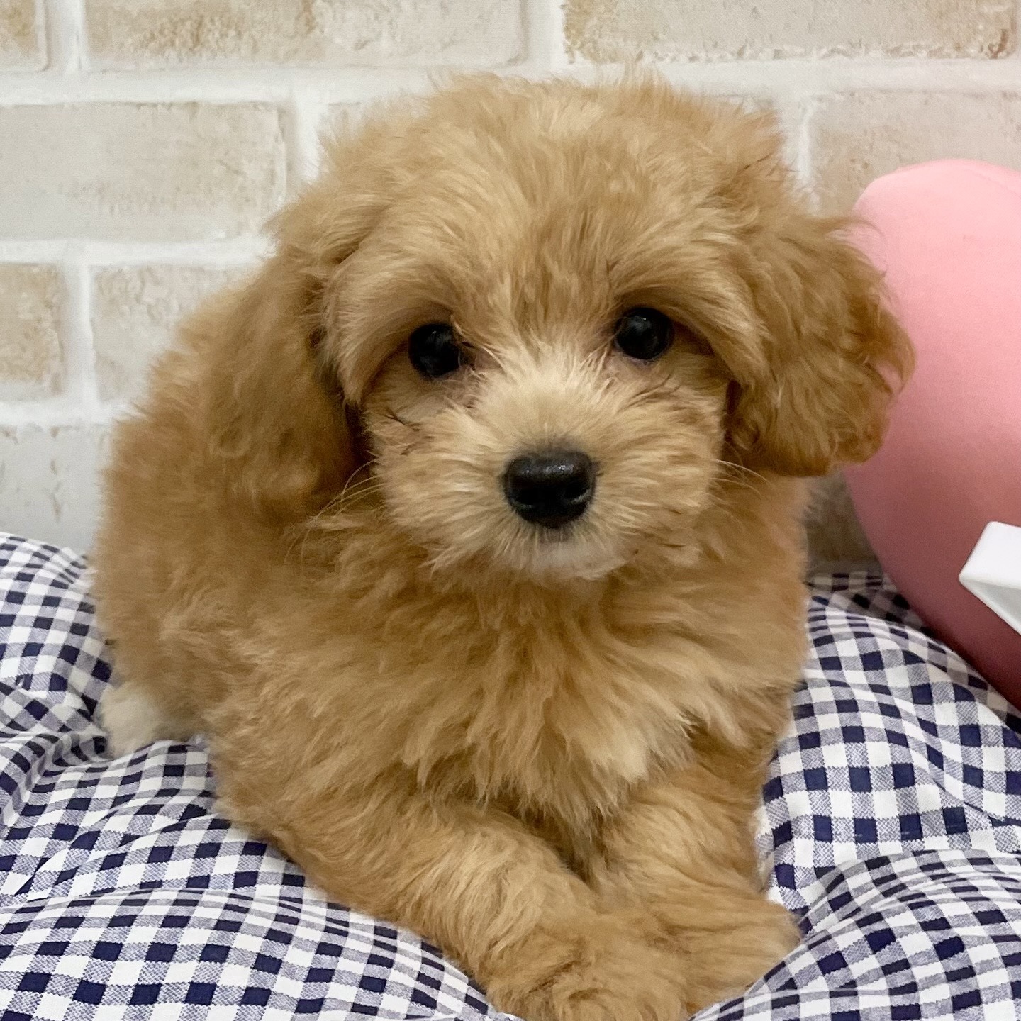 MIX犬(トイプードル×チワワ)