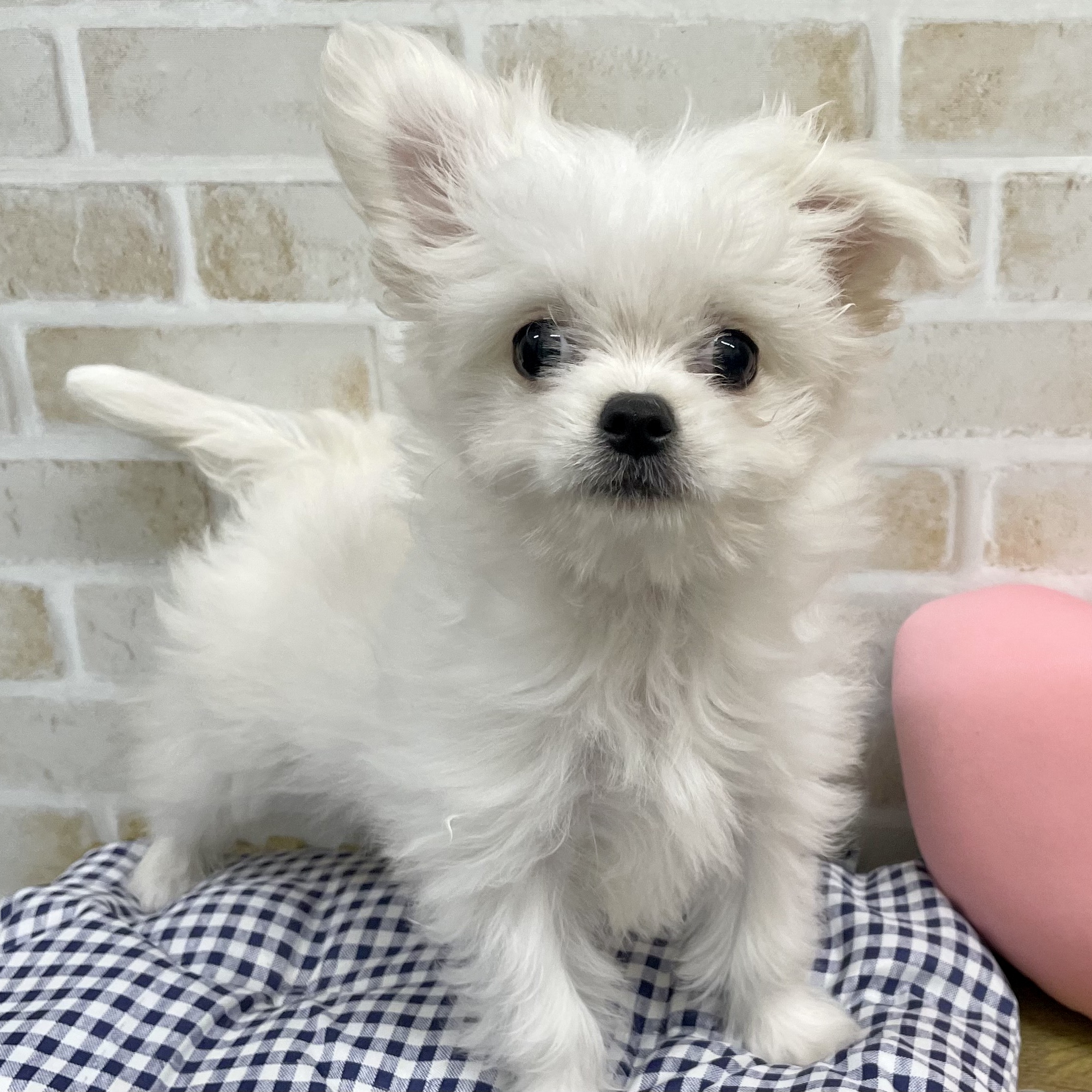 MIX犬(マルチーズ×チワワ)