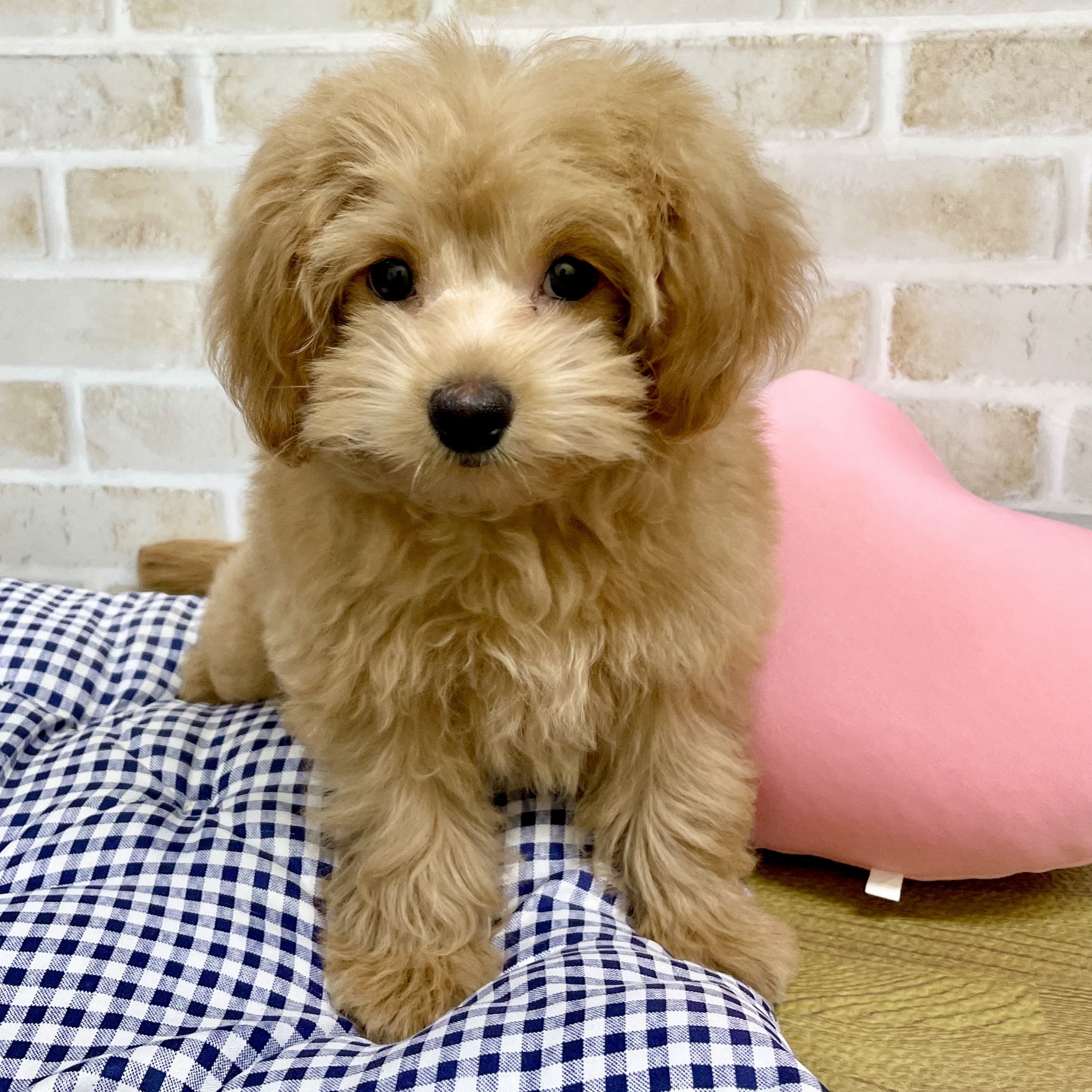 MIX犬(トイプードル×ポメラニアン)