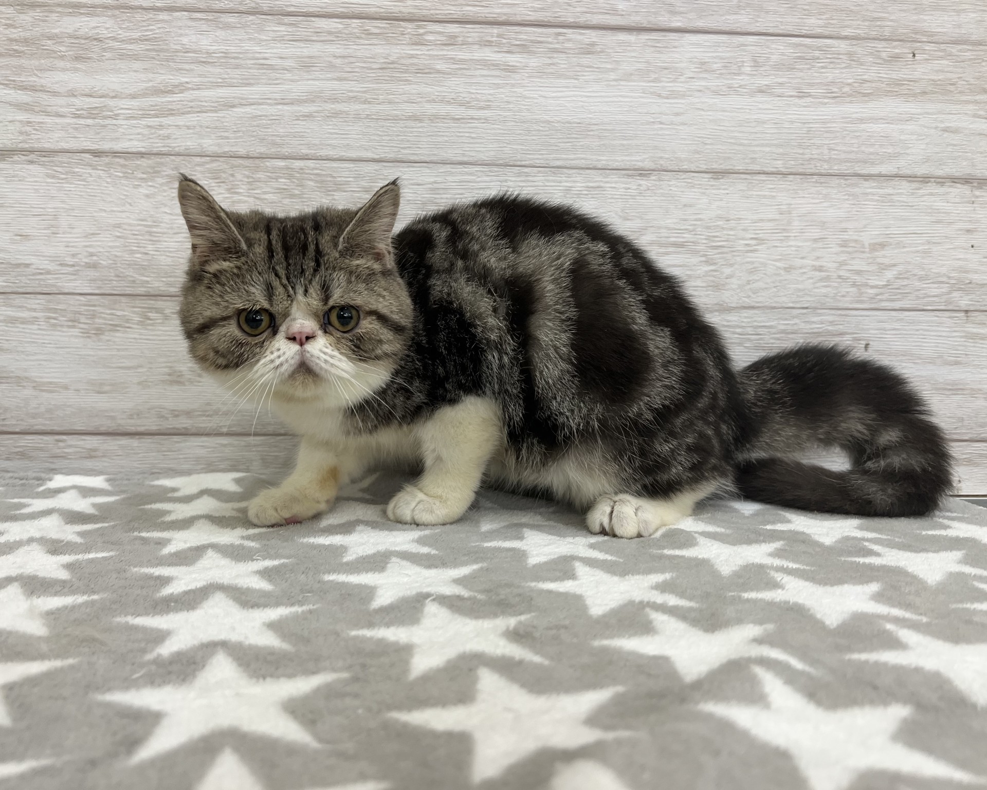 エキゾチックショートヘア