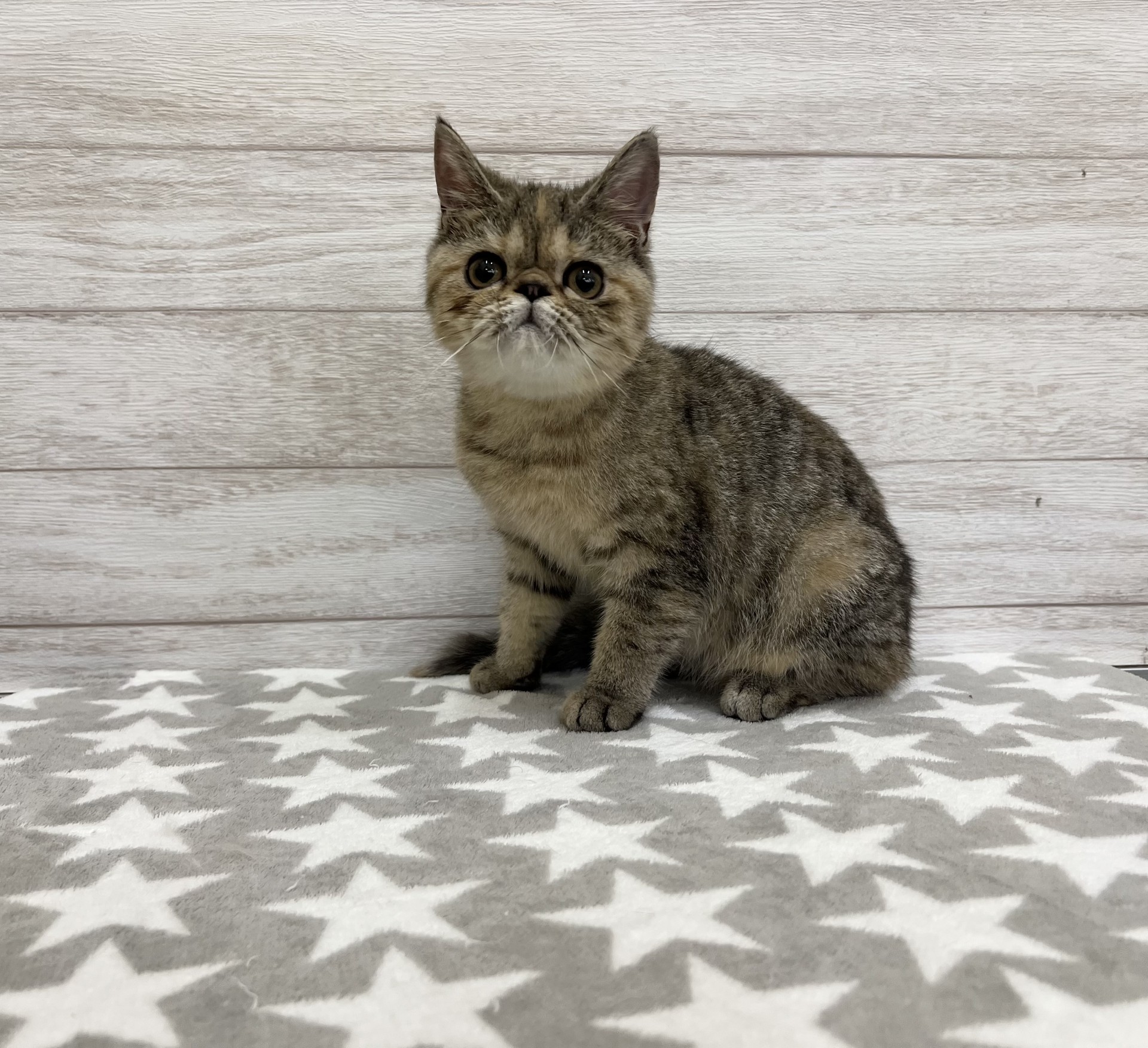 エキゾチックショートヘア