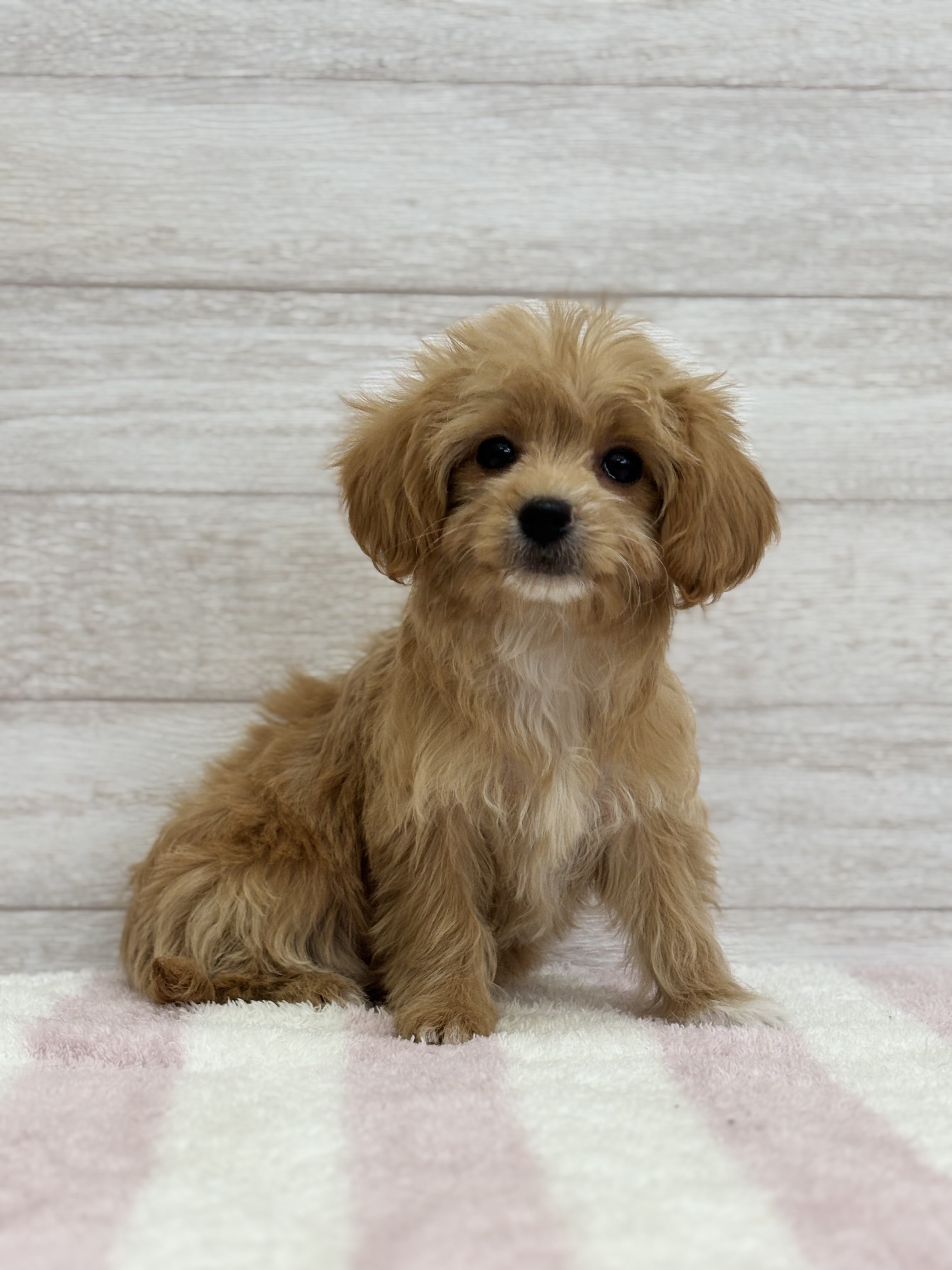 チワワ×プードル