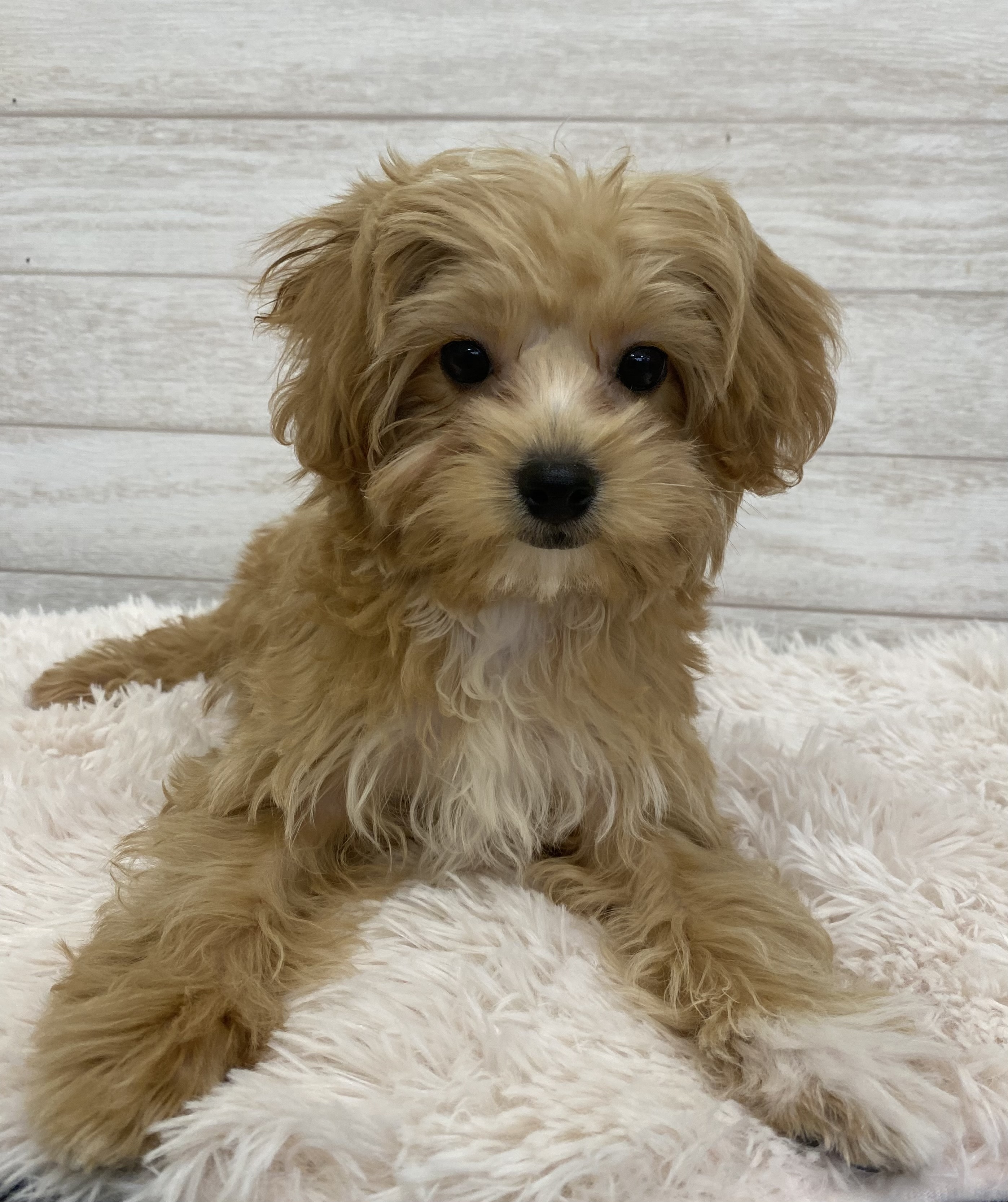 チワワ×プードル