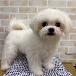 MIX犬(マルチーズ×チワワ)