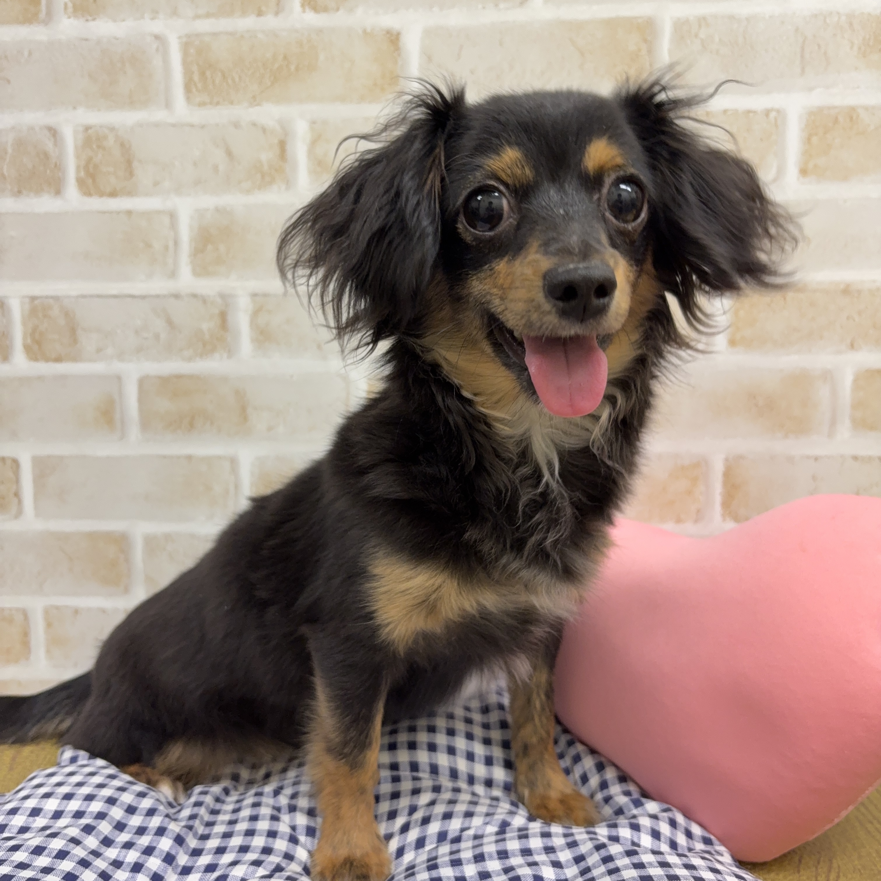 MIX犬(ダックスフンド×チワワ