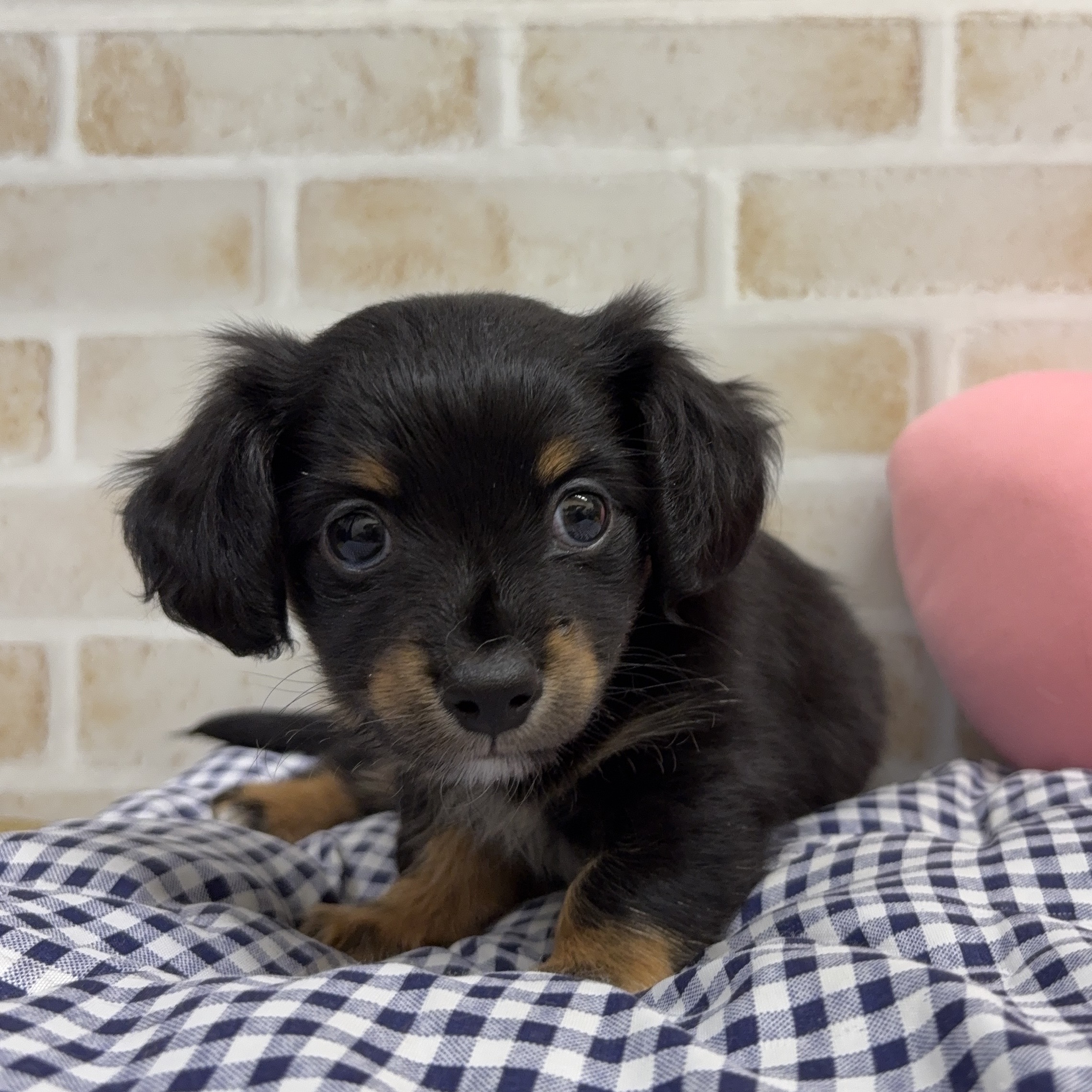 MIX犬(ダックスフンド×チワワ)