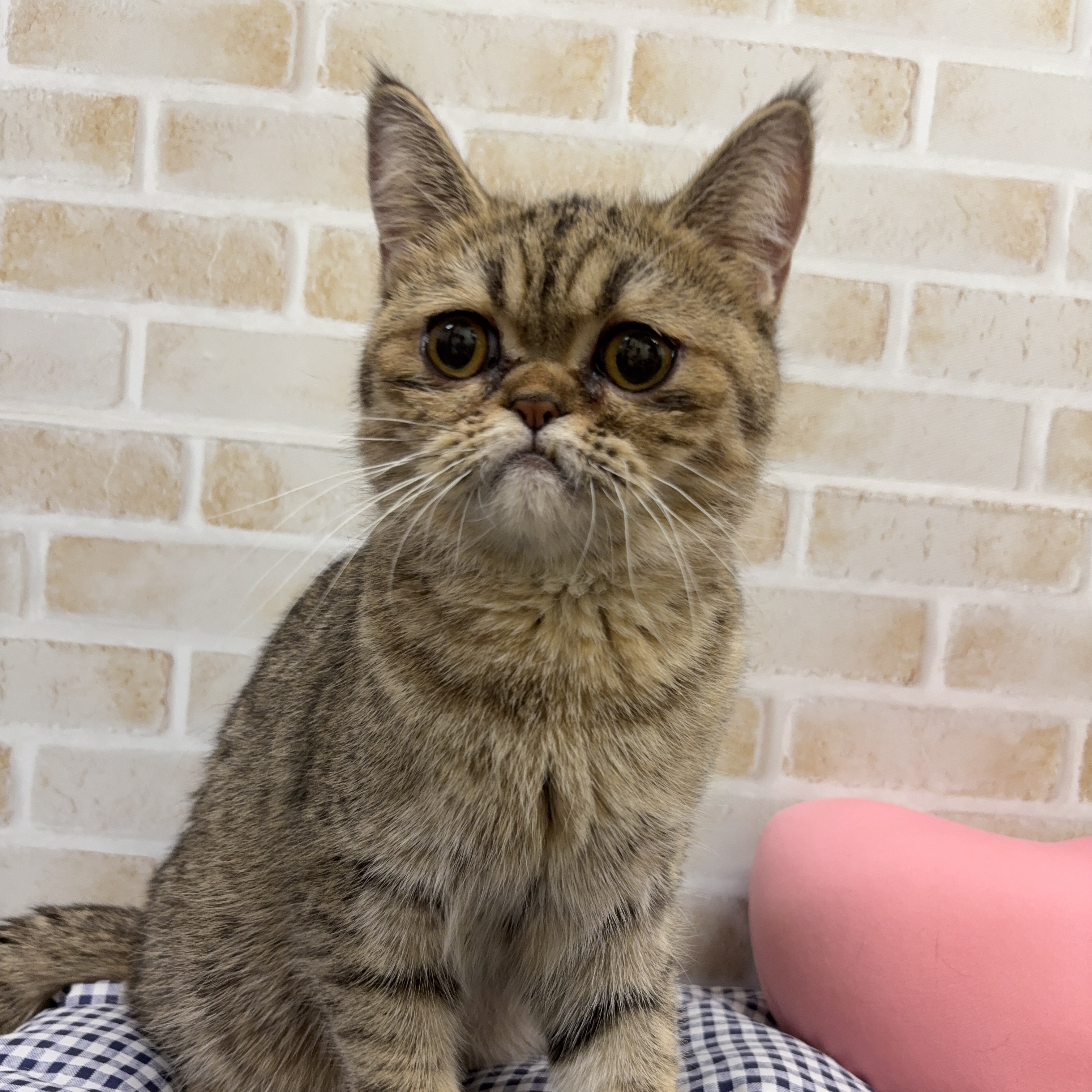 MIX猫(エキゾチック×チンチラ)