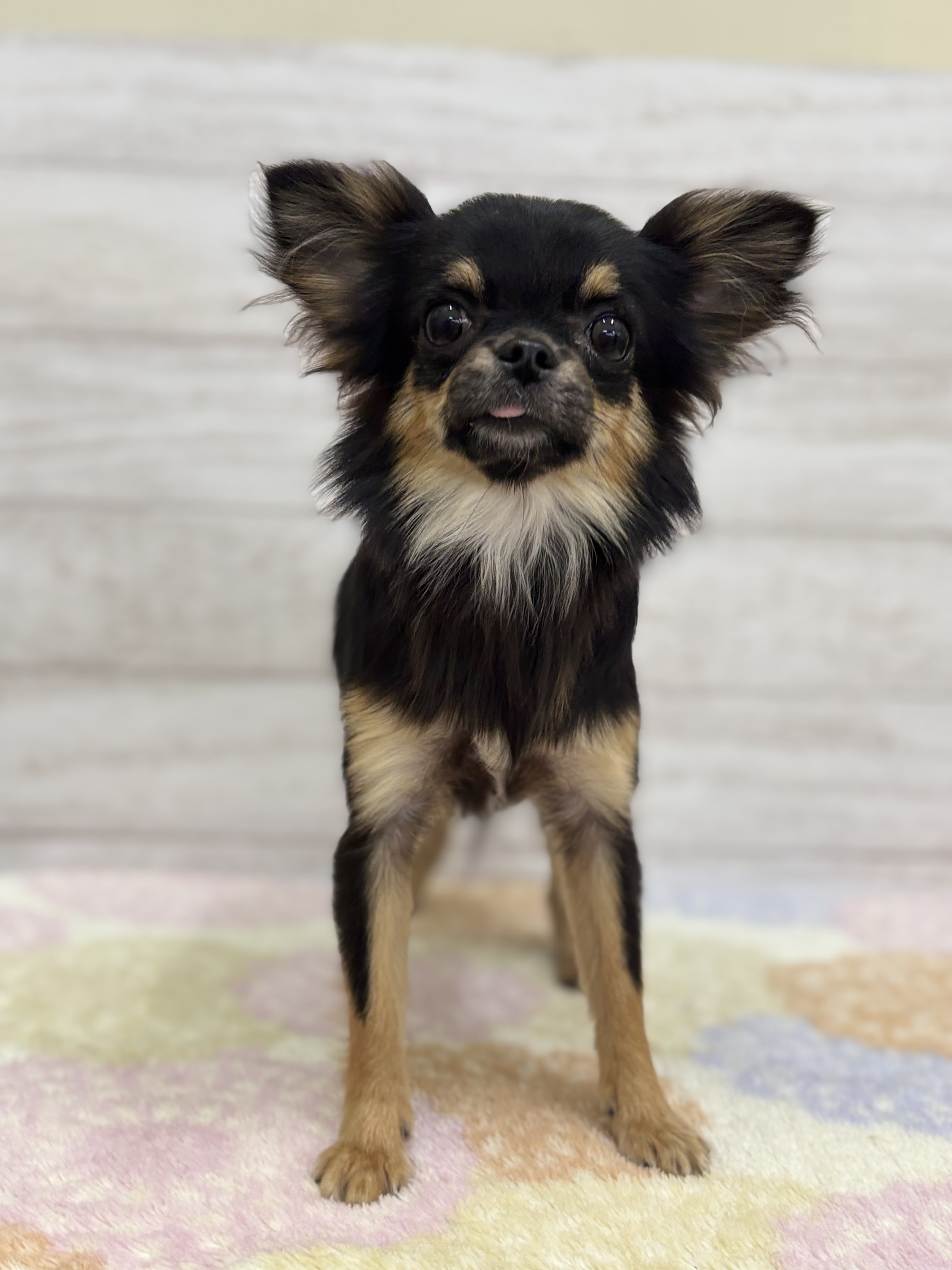 ロングコートチワワ