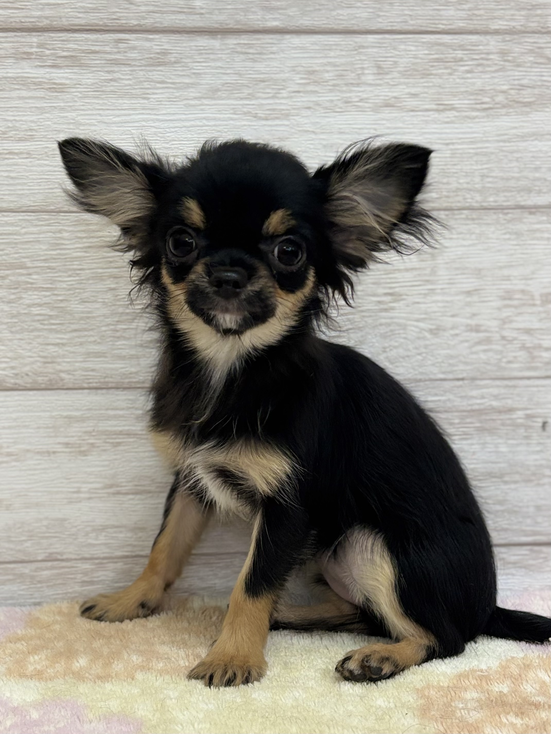 ロングコートチワワ