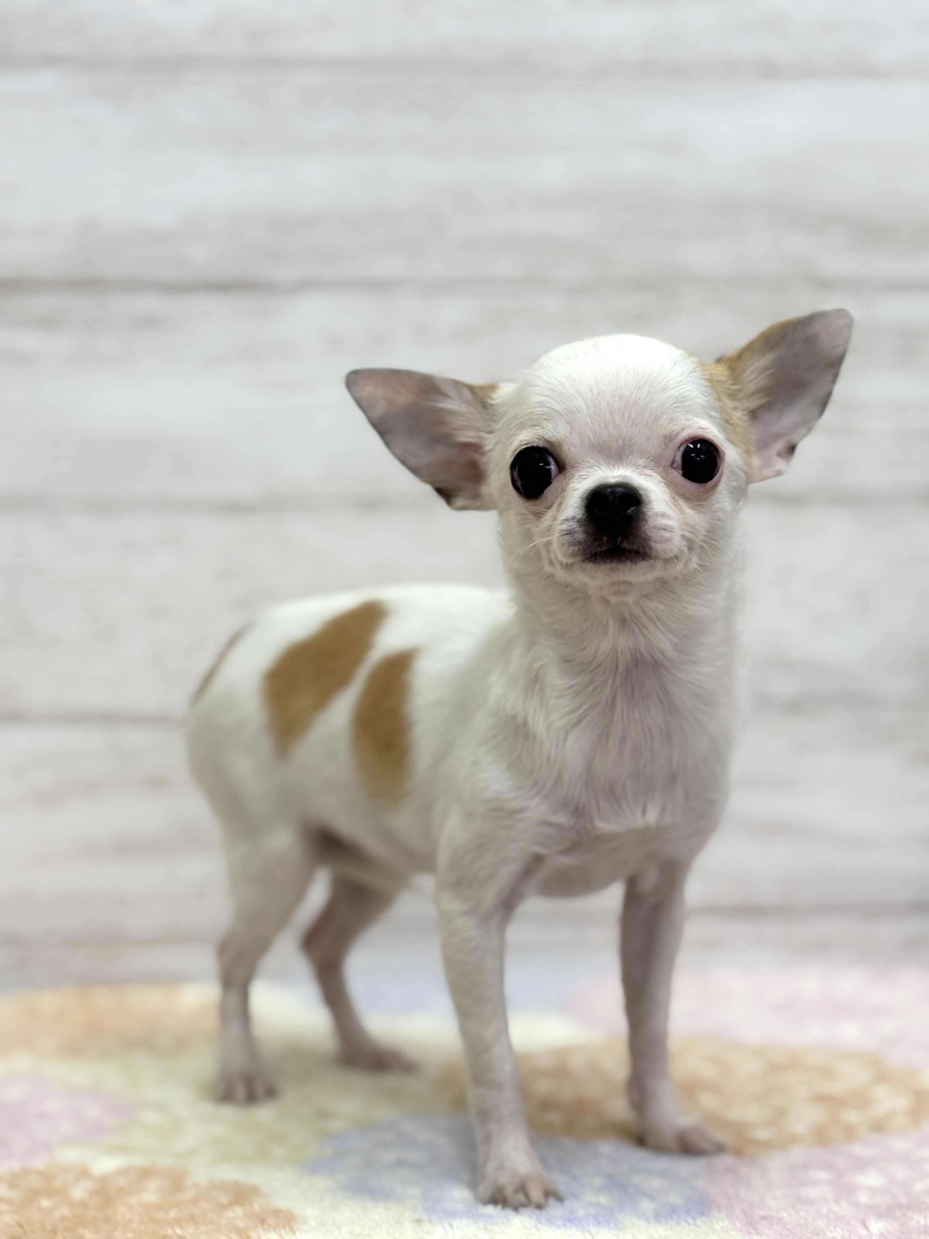 スムースコートチワワ