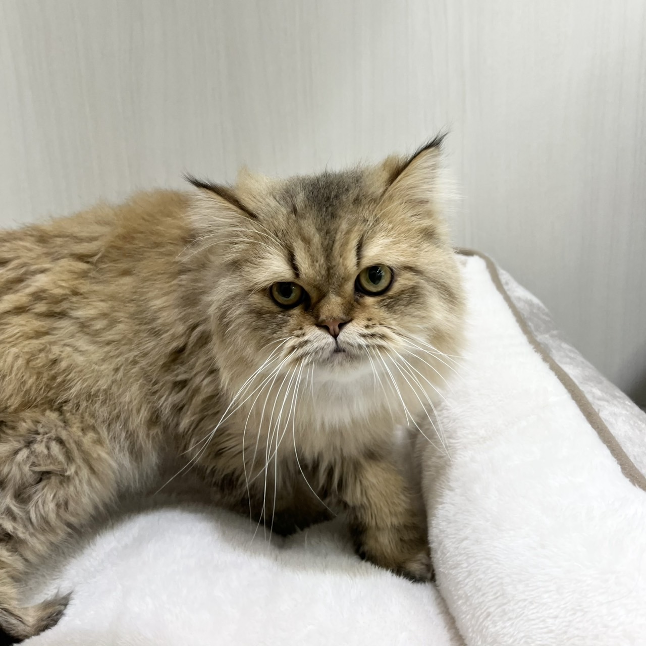 【PETEXPO大井競馬場前店】ミックス(チンチラ×エキゾ)