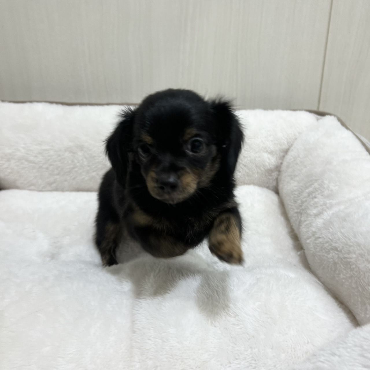 【PETEXPO大井競馬場前店】ミックス(チワワ×ミニチュアダックスフンド)