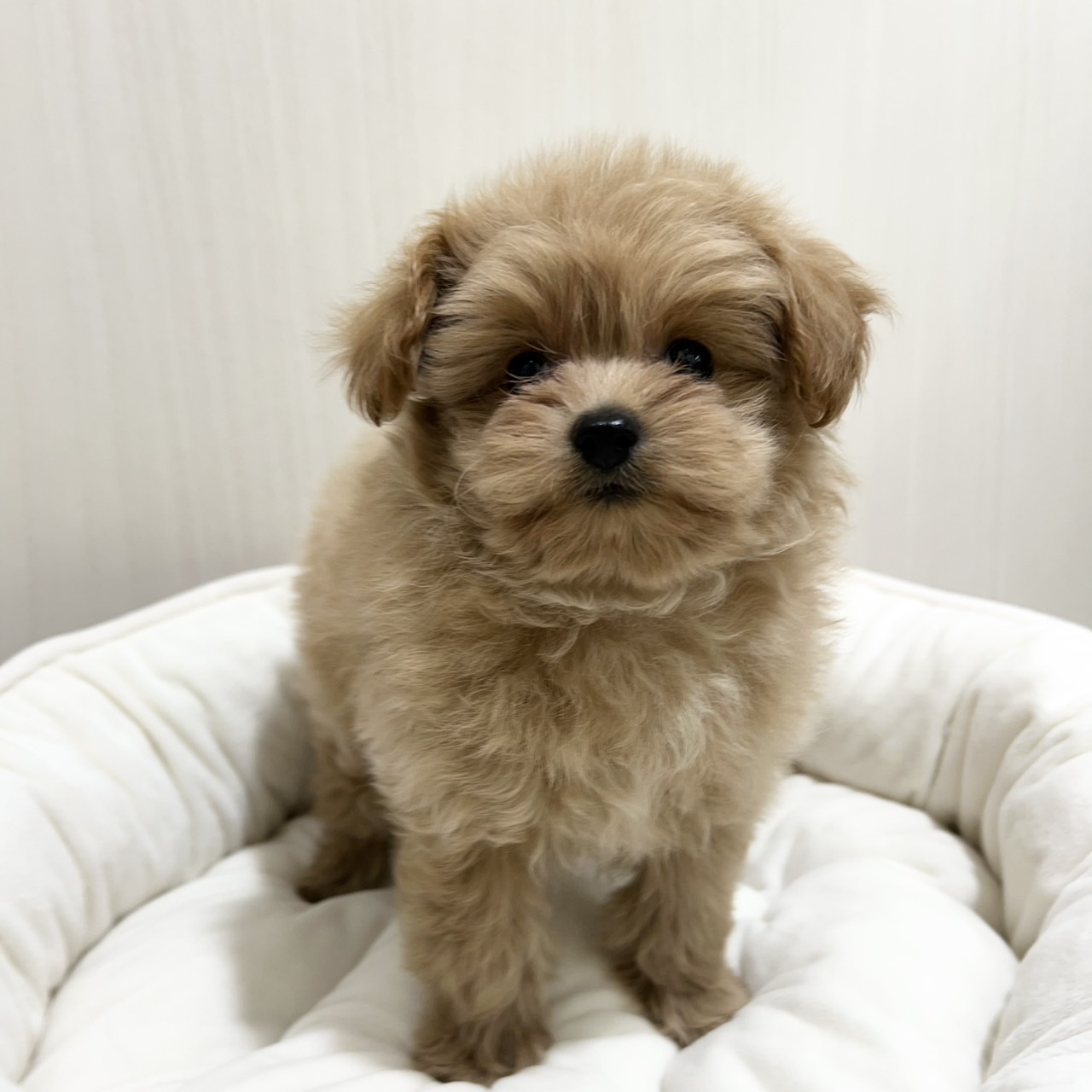 【PETEXPO大井競馬場前店】ミックス(ポメラニアン×トイプードル)