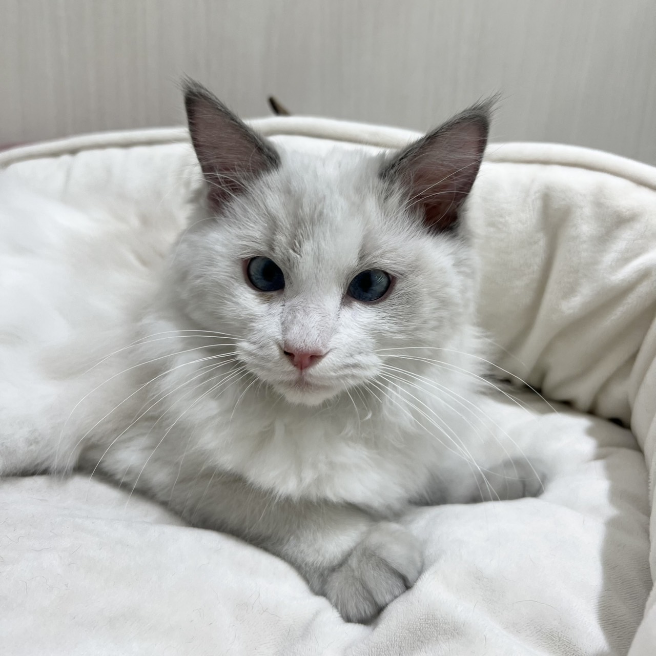 【PETEXPO大井競馬場前店】ラグドール