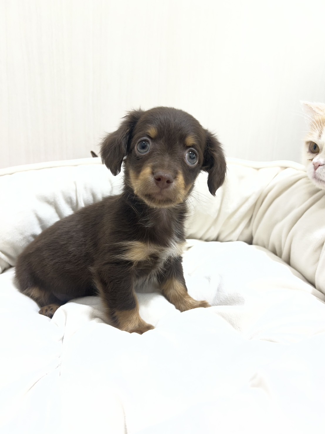 【PETEXPO大井競馬場前店】ミックス(チワワ×カニヘンダックスフンド)