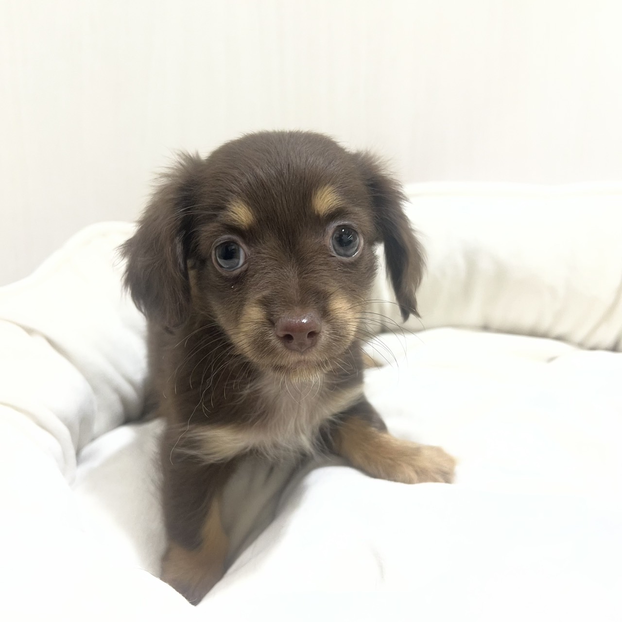 【PETEXPO大井競馬場前店】ミックス(チワワ×カニヘンダックスフンド)