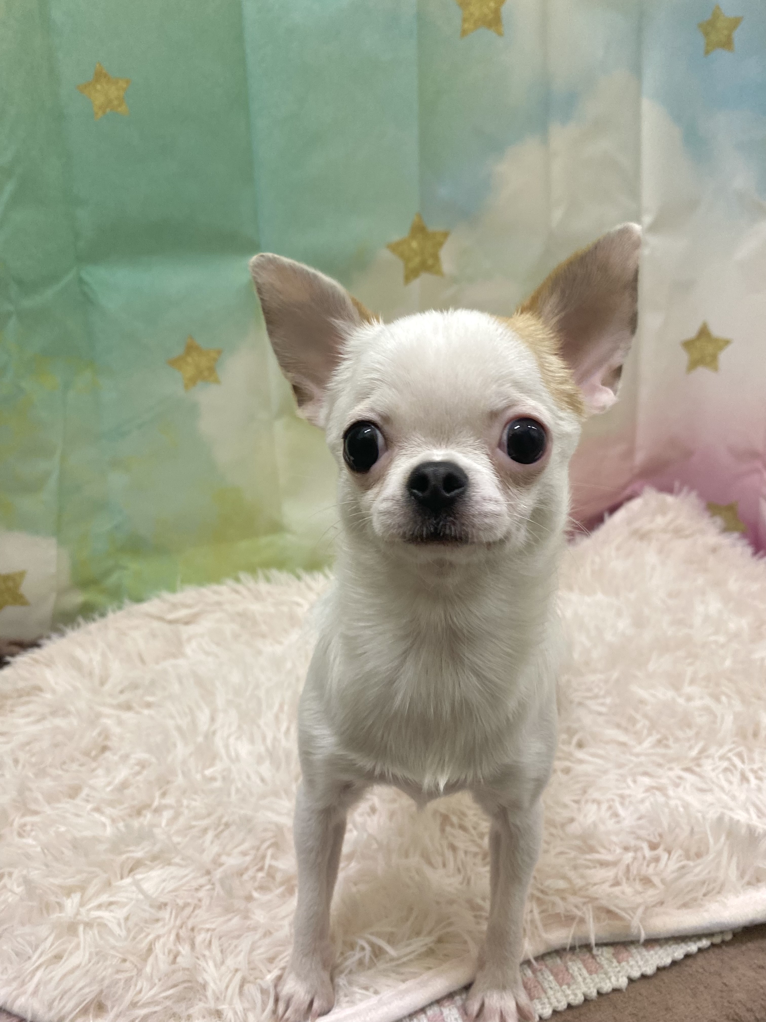 スムースコートチワワ