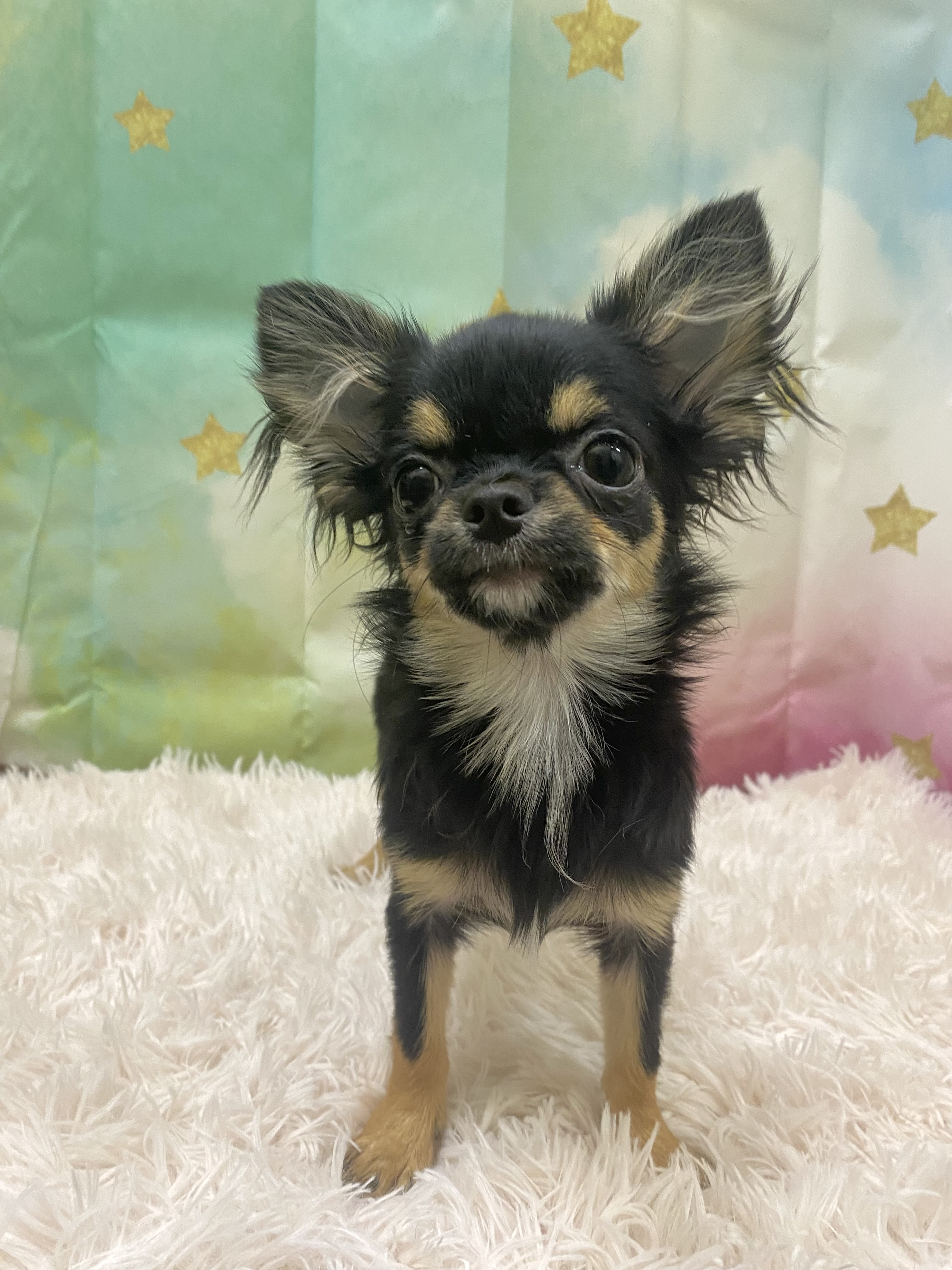 ロングコートチワワ