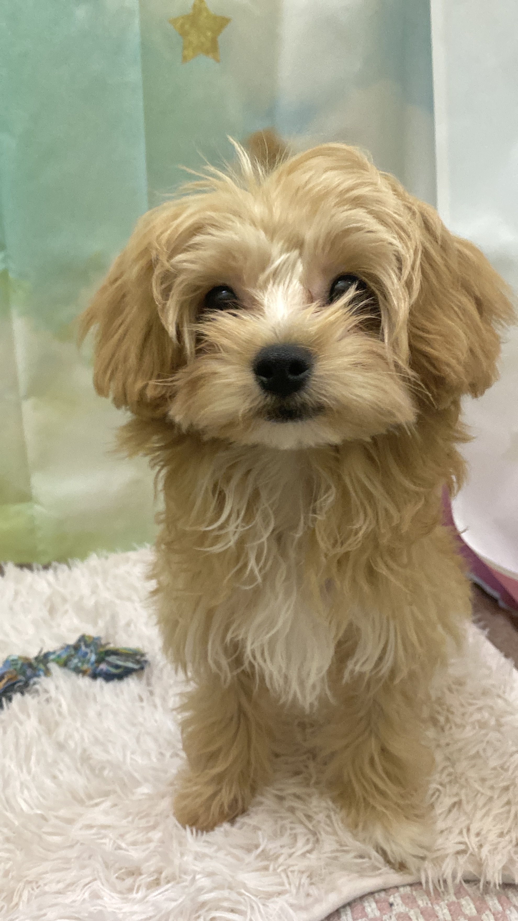 チワワ×プードル