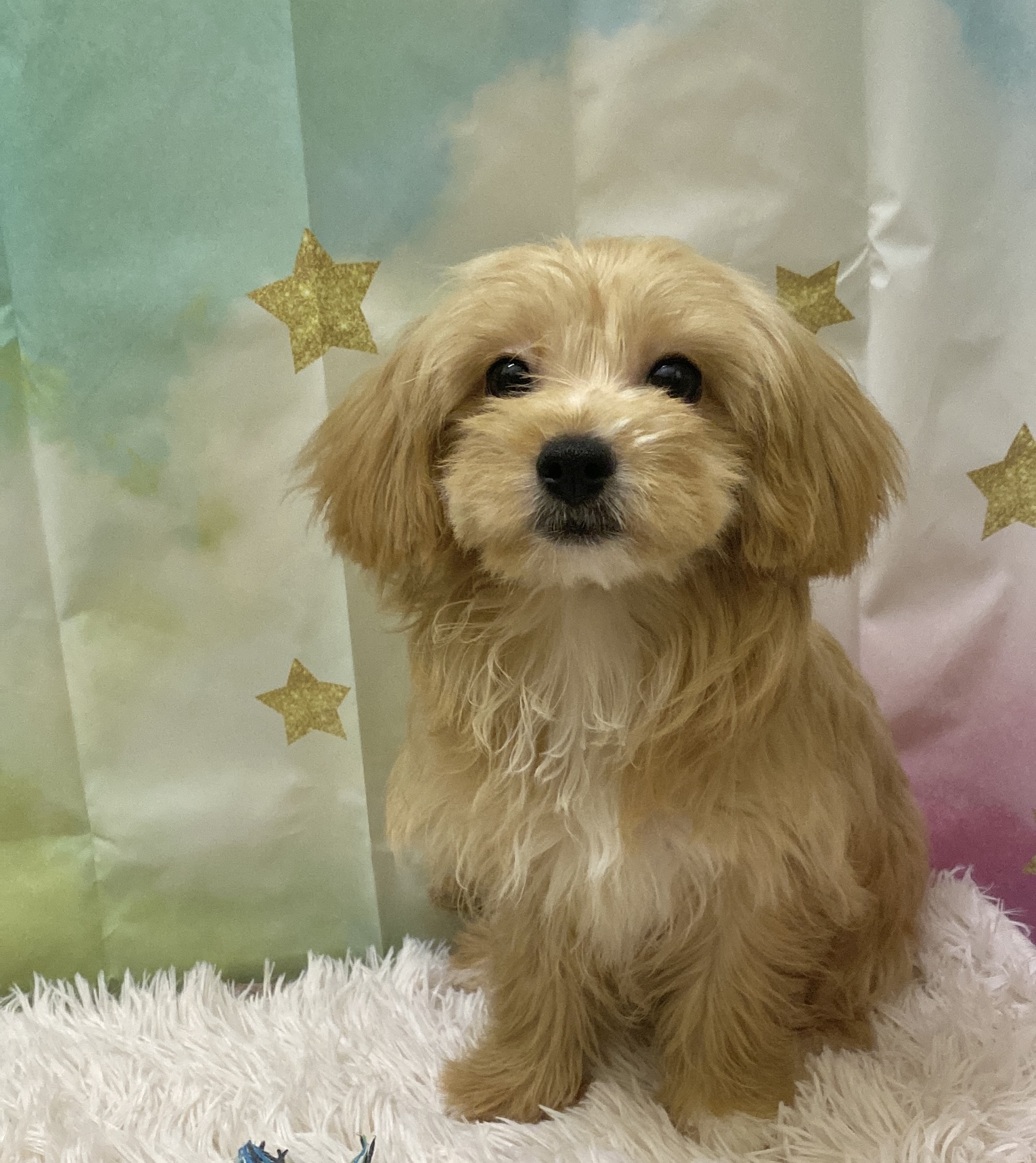 チワワ×プードル