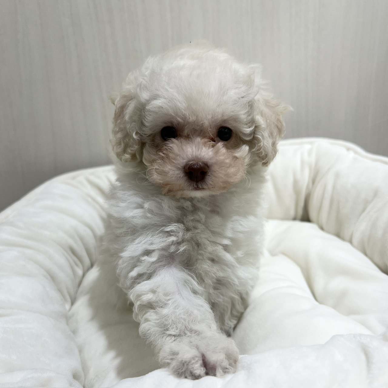 【PETEXPO大井競馬場前店】トイプードル