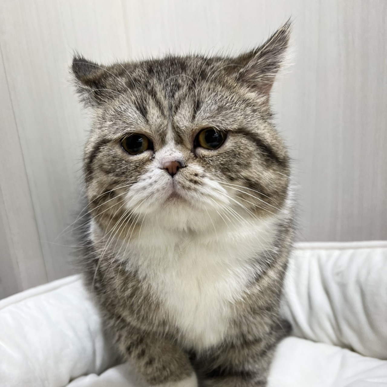 【PETEXPO大井競馬場前店】エキゾチックショートヘア