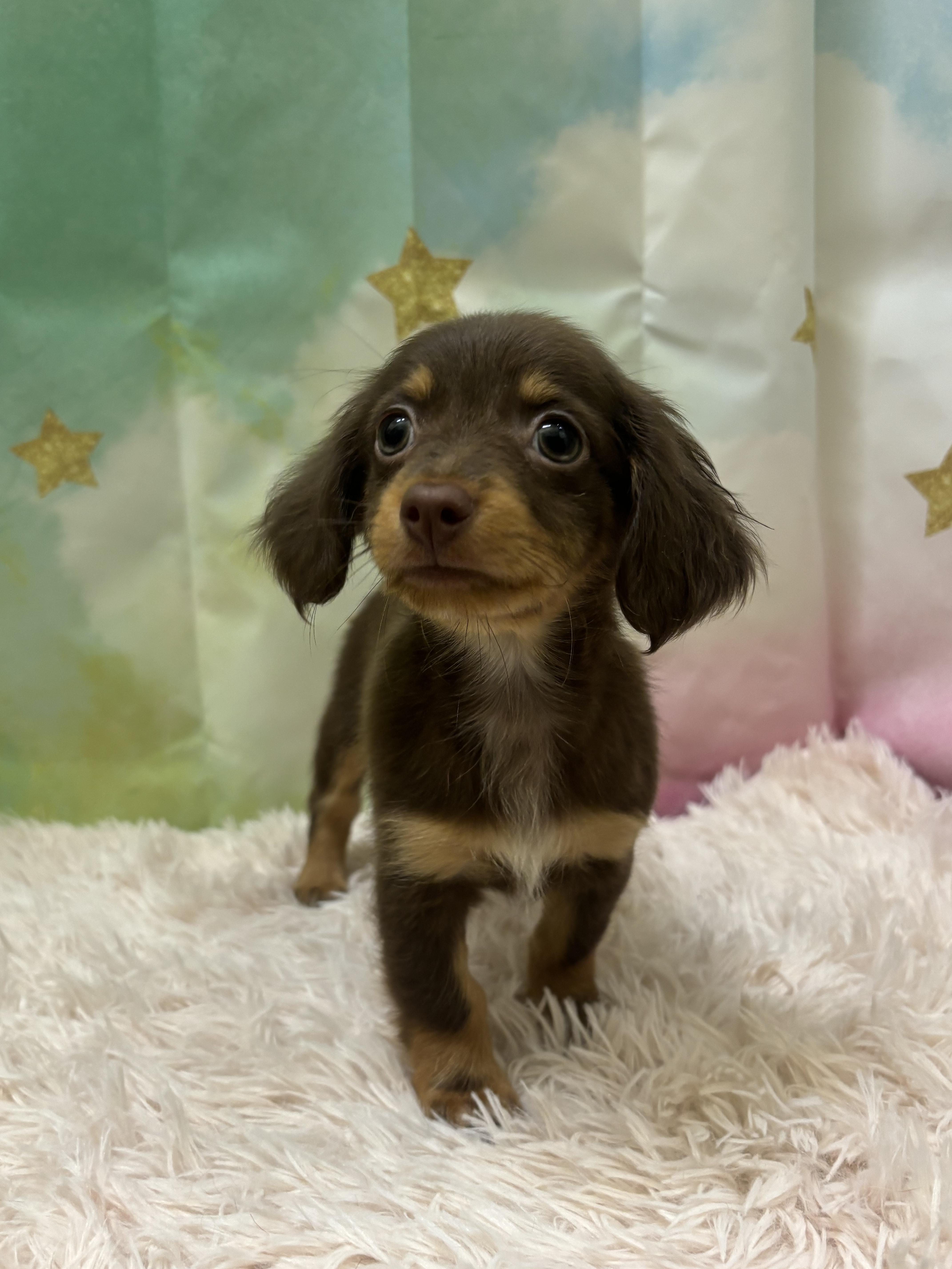 チワワ×ダックス